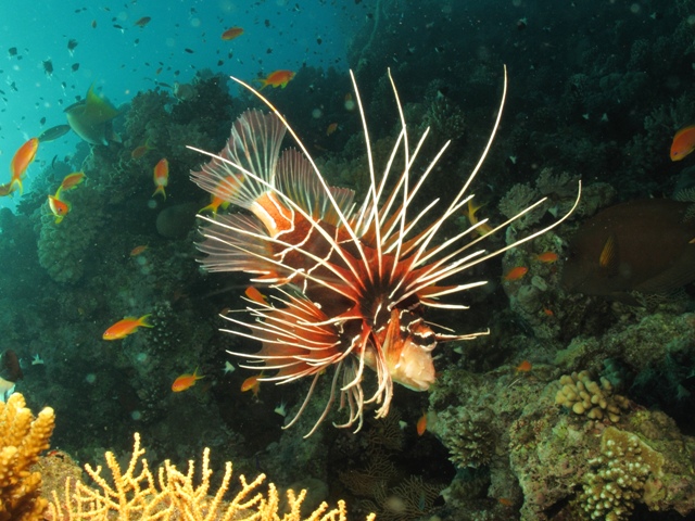Pterois Radiata